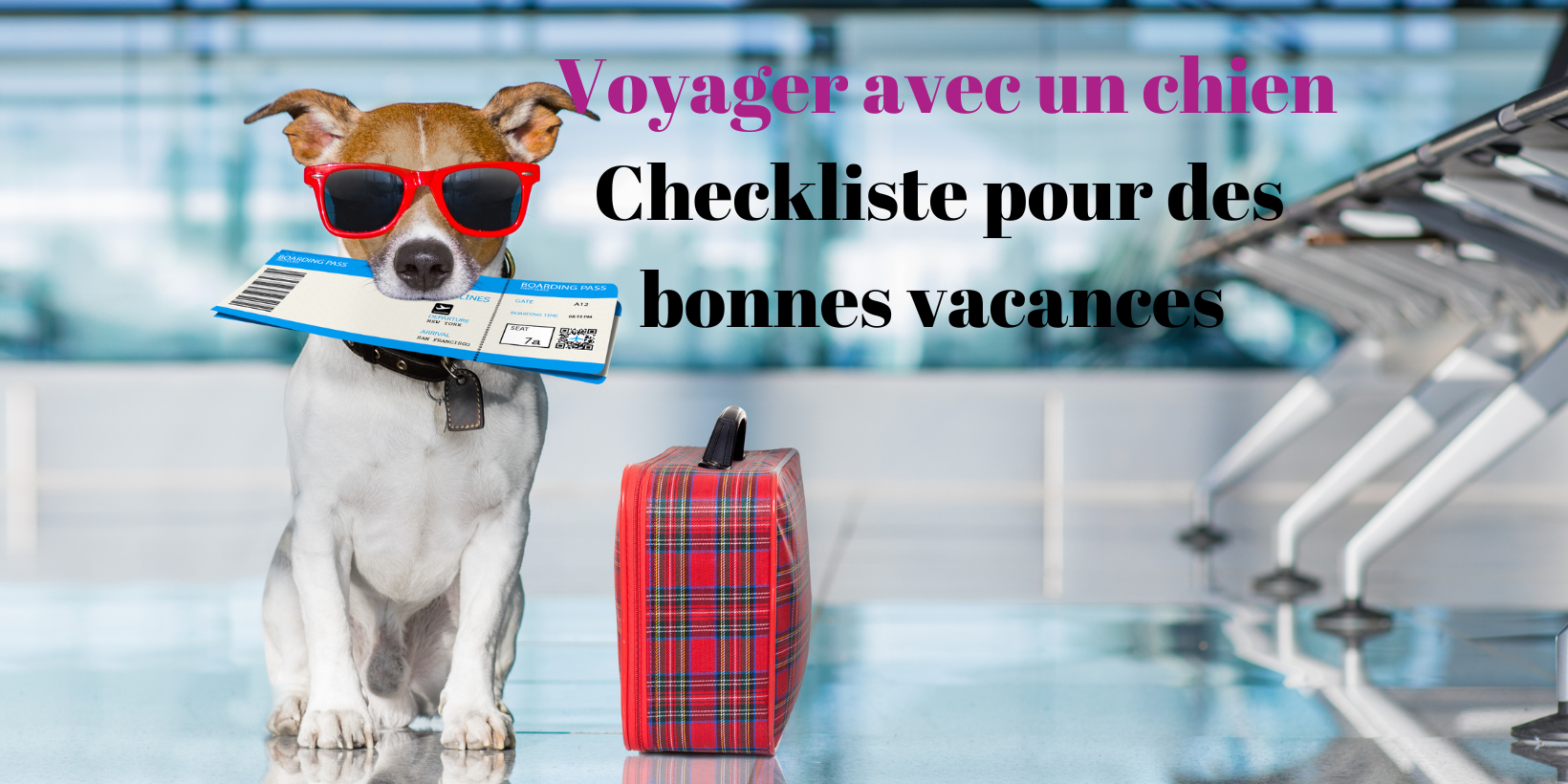 Voyager avec un chien