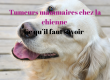 Tumeurs mammaires chez la chienne