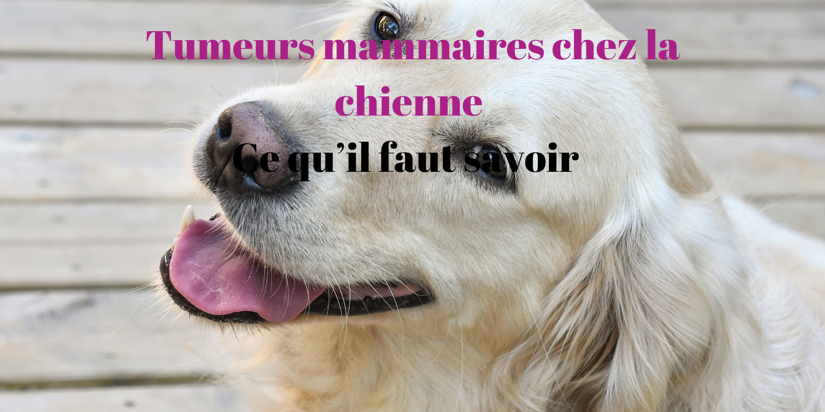 Krallen schneiden bei der Katze – Ein vollständiger Leitfaden-44 Tumeurs mammaires chez la chienne