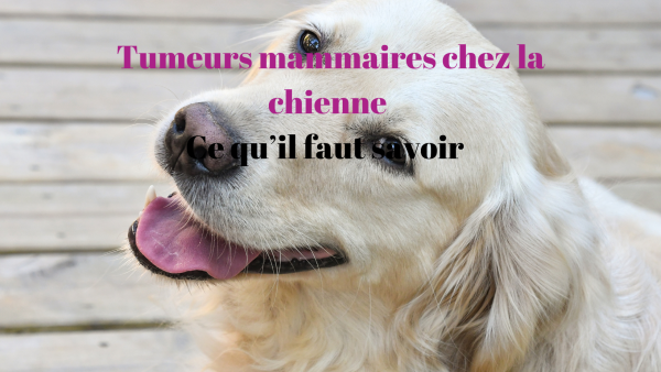 Tumeurs mammaires chez la chienne