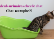 Calculs urinaires chez le chat