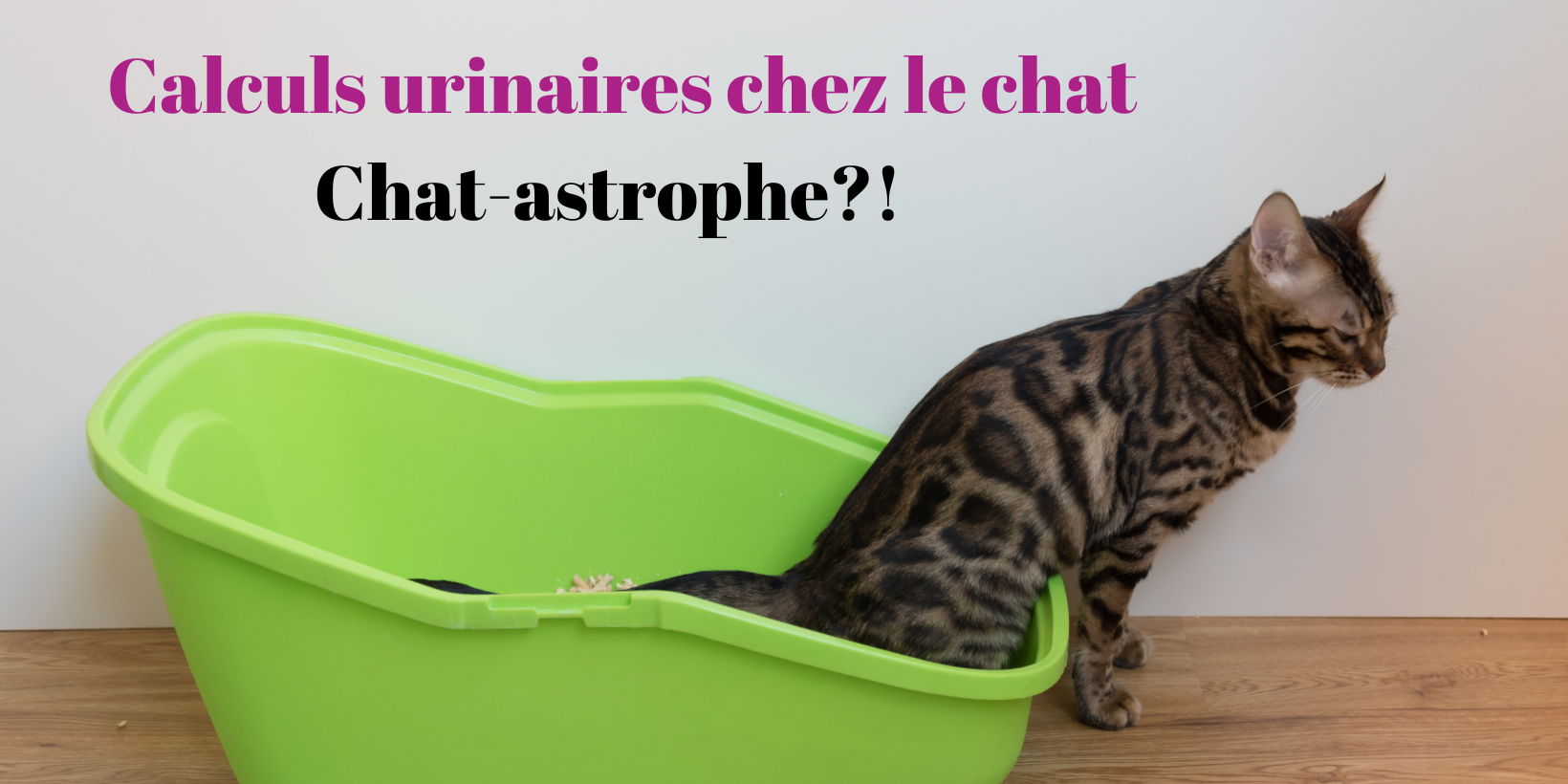 Krallen schneiden bei der Katze – Ein vollständiger Leitfaden-46 Calculs urinaires chez le chat