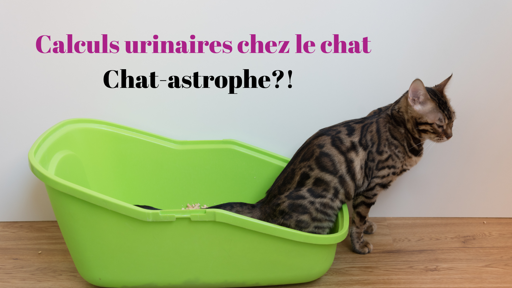 Calculs urinaires chez le chat