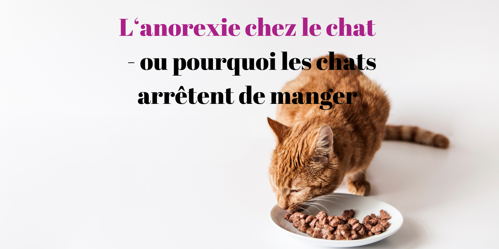 PawsomeVetAdvice-2 L'anorexie chez le chat