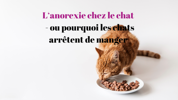 L'anorexie chez le chat