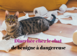 Diarrhée chez le chat