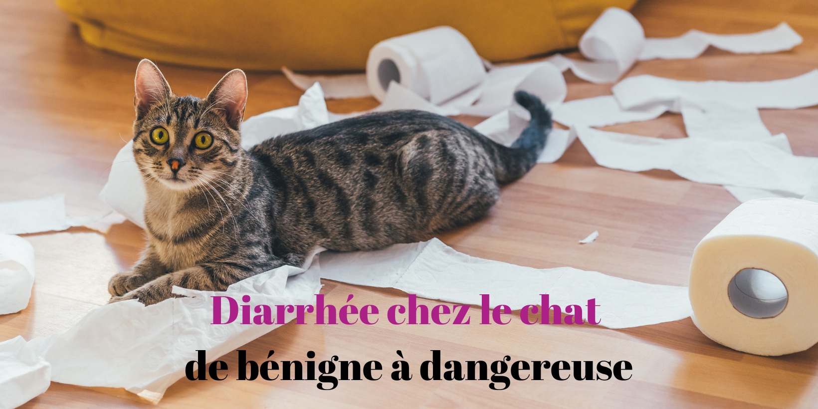 Diarrhée chez le chat