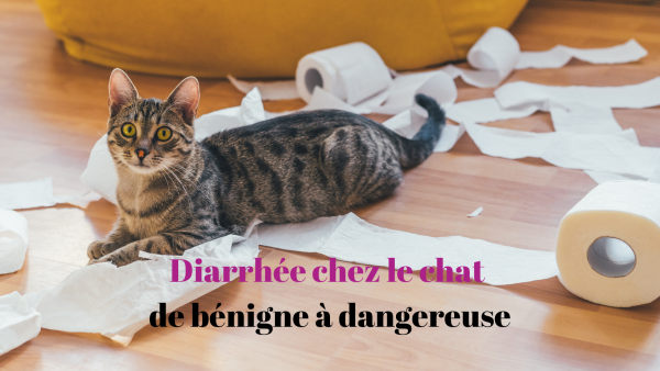 Diarrhée chez le chat