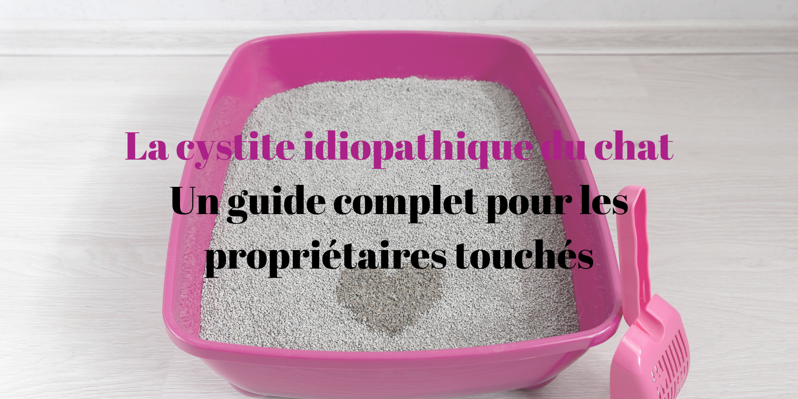 Cystite idiopathique chat