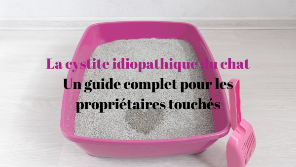 Cystite idiopathique chat