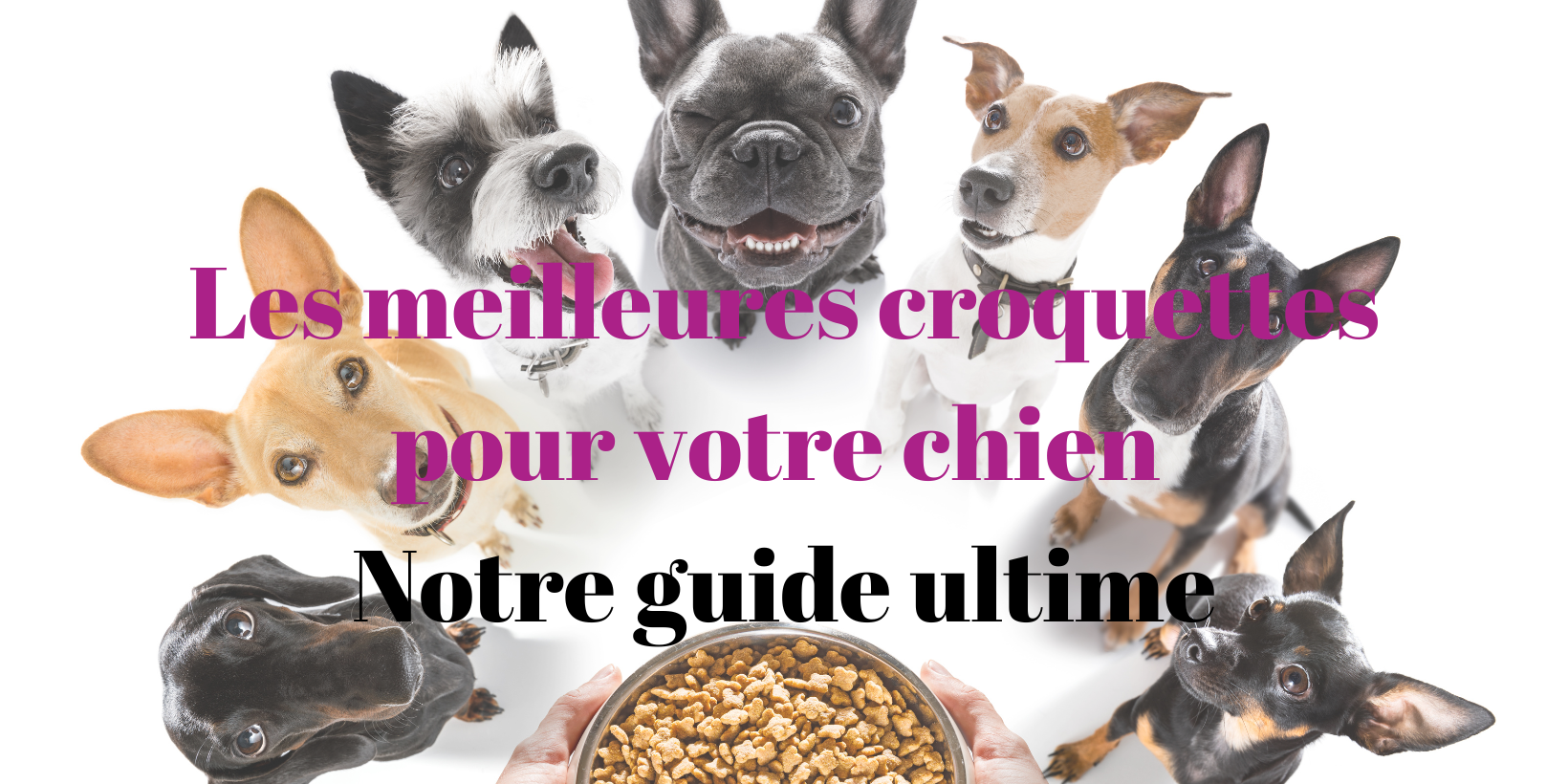 PawsomeVetAdvice-12 Meilleures croquettes pour chiens