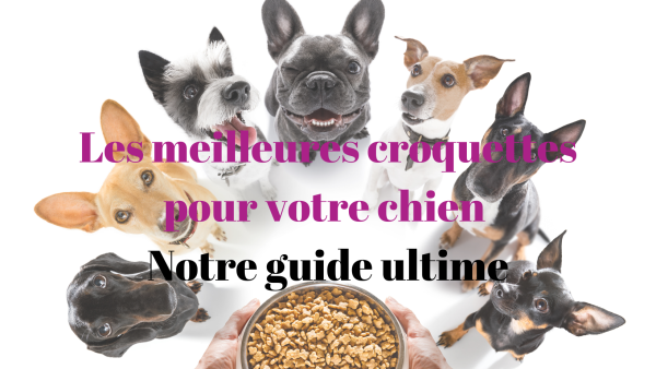 Meilleures croquettes pour chiens