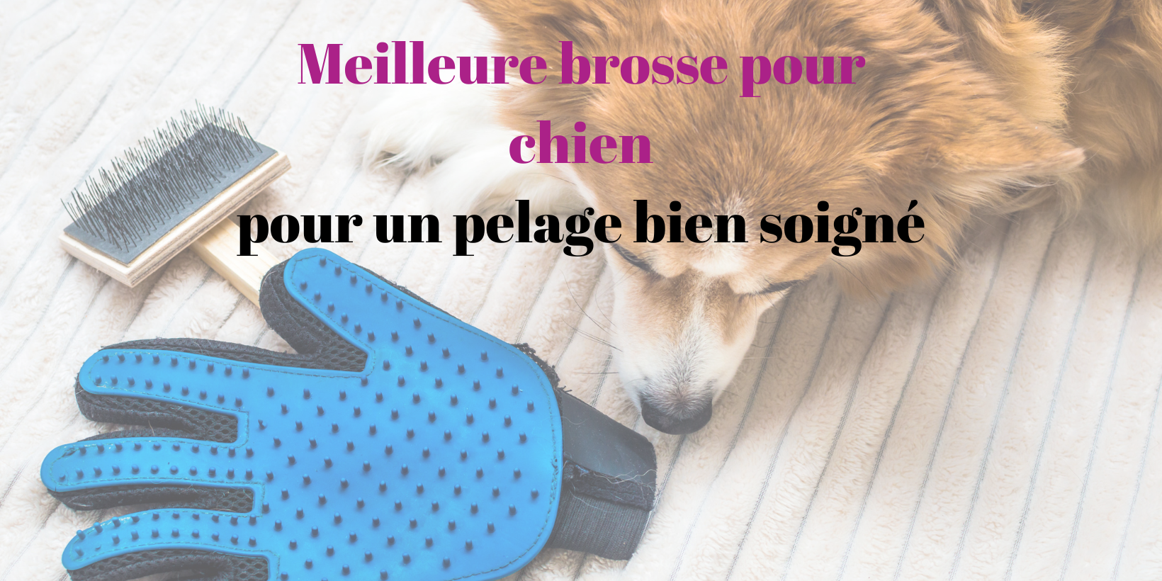 Meilleur brosse pour chien