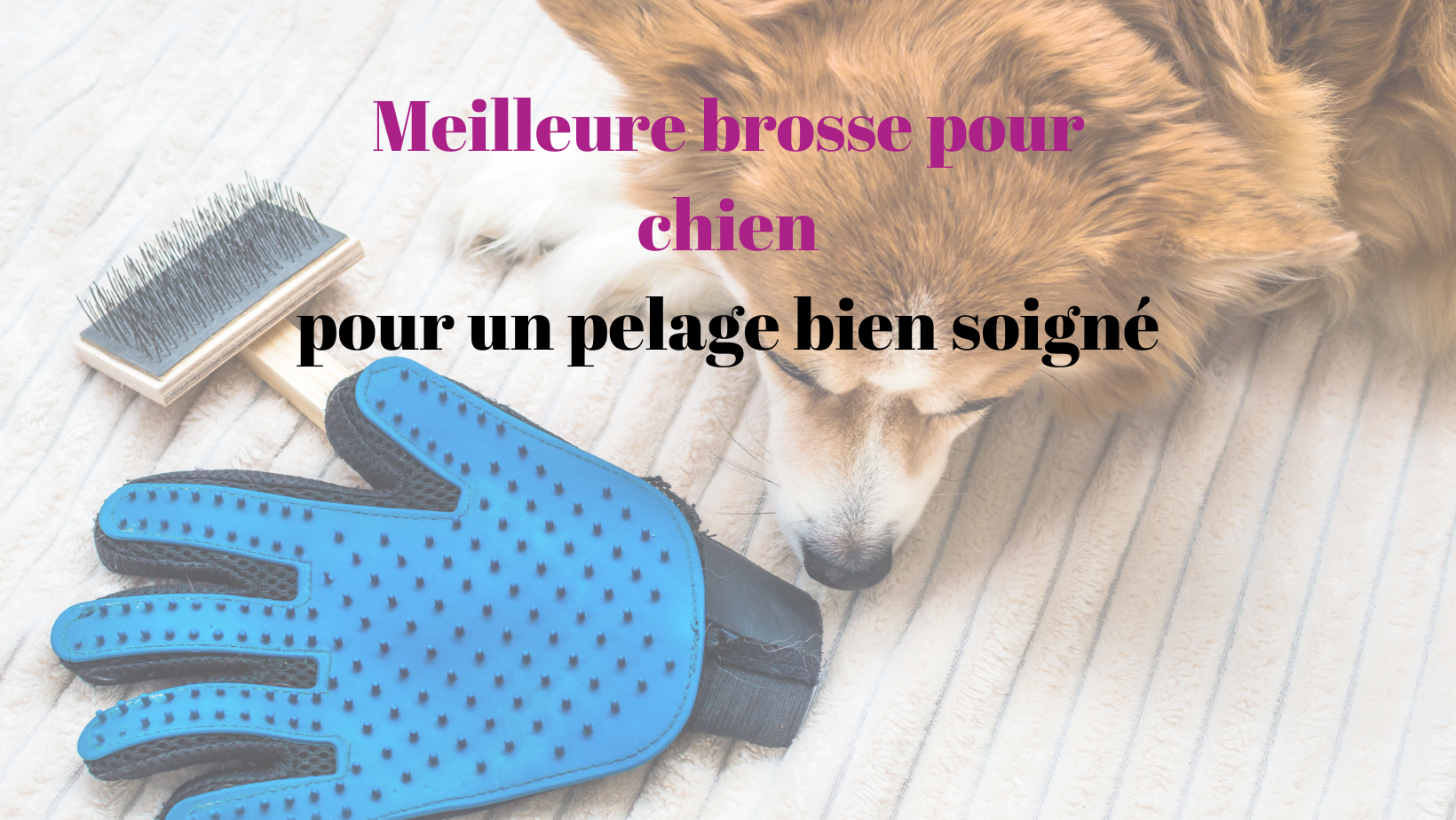 Meilleur brosse pour chien