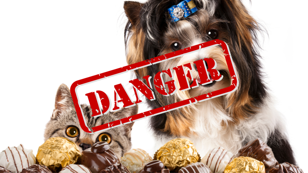 Schokoladenvergiftung Hund Katze