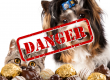 Schokoladenvergiftung Hund Katze