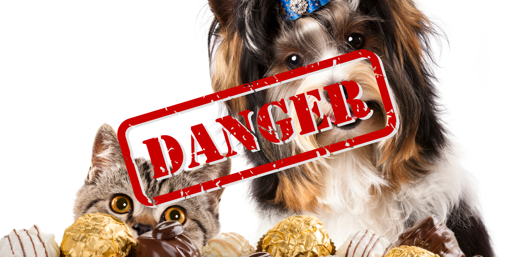 Schokoladenvergiftung Hund Katze