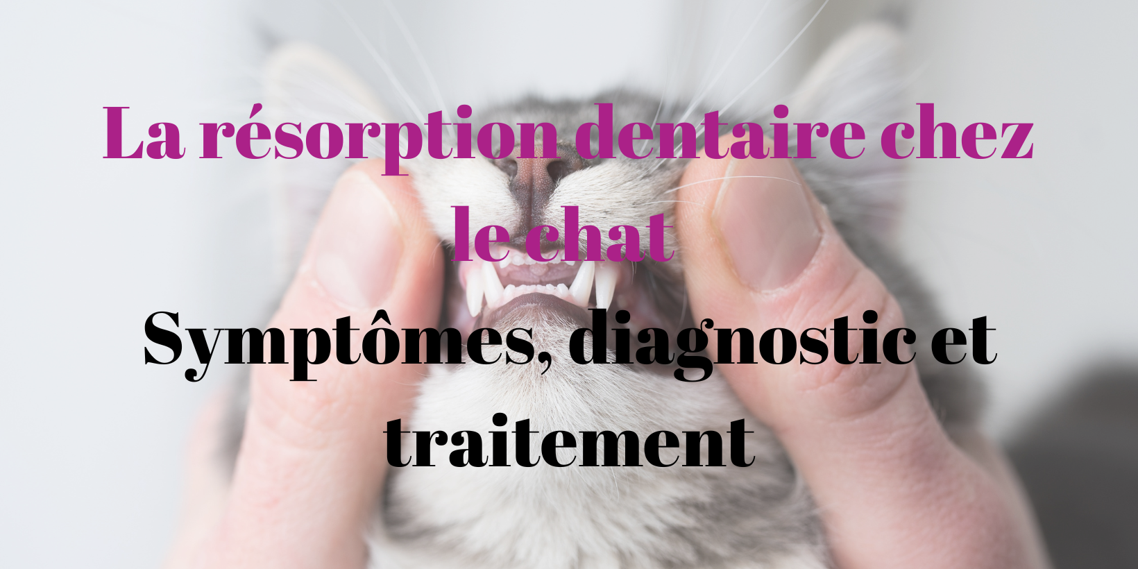 la résorption dentaire