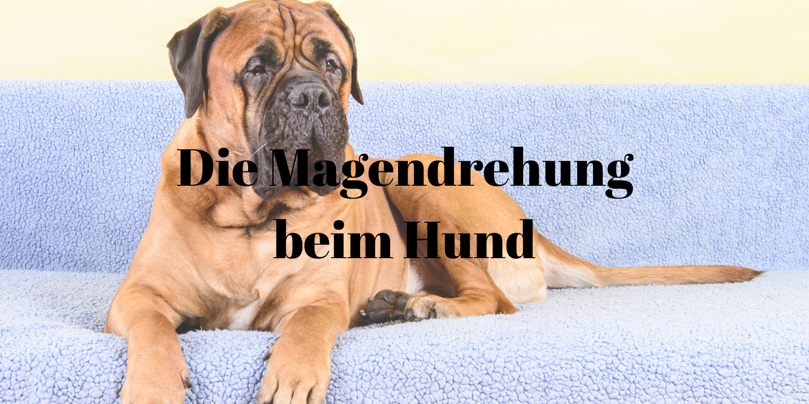 PawsomeVetAdvice-14 Magendrehung