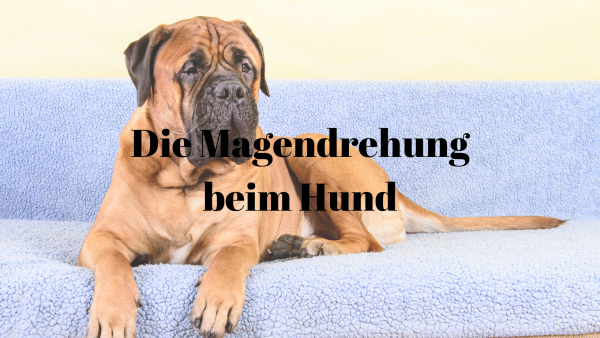 PawsomeVetAdvice-14 Magendrehung