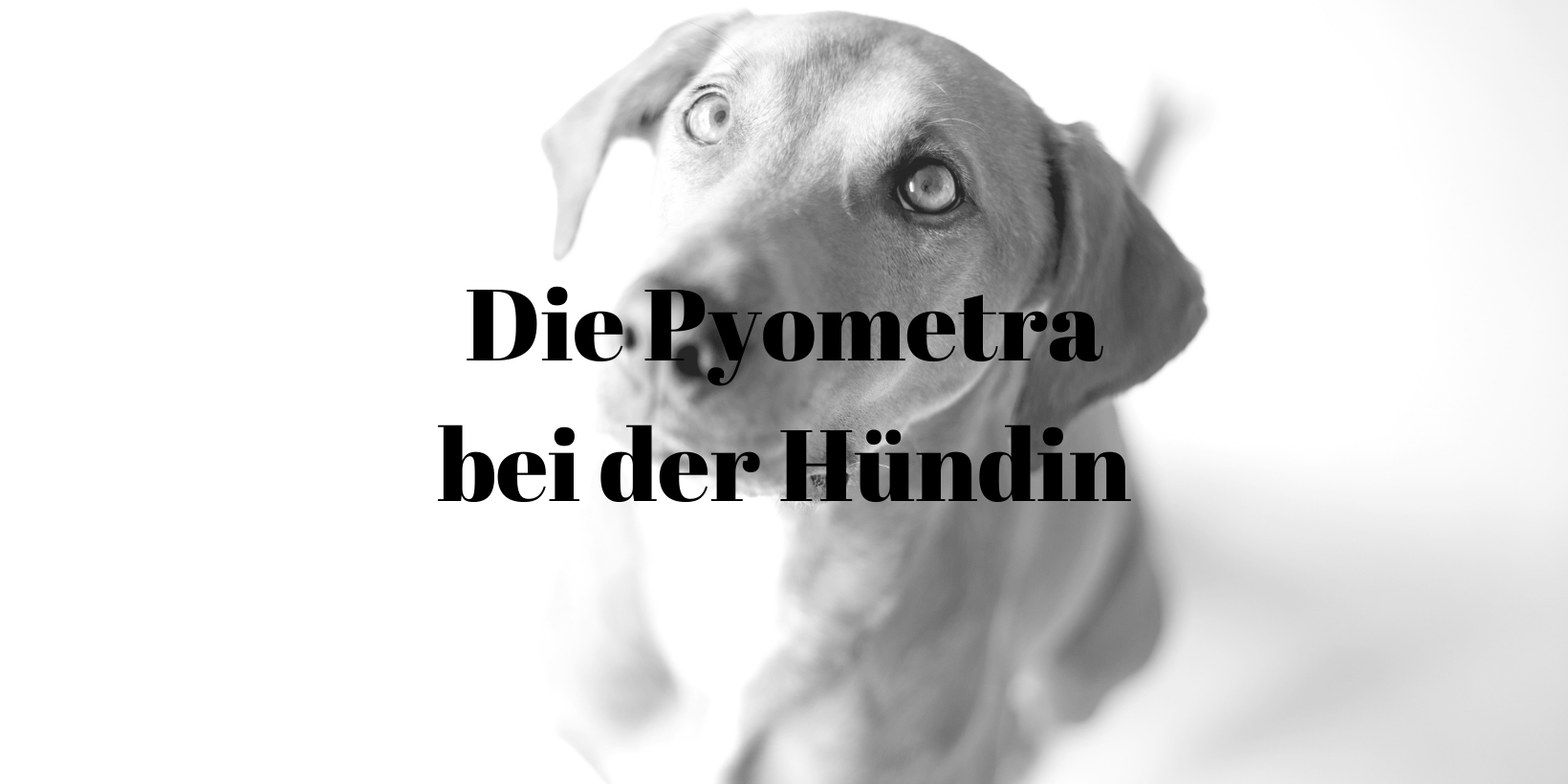 PawsomeVetAdvice-15 Pyometra