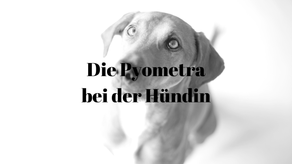 PawsomeVetAdvice-15 Pyometra