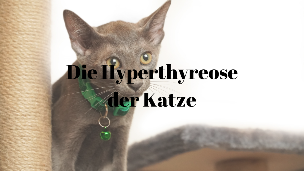 Hyperthyreose Katze