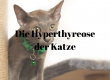 Hyperthyreose Katze