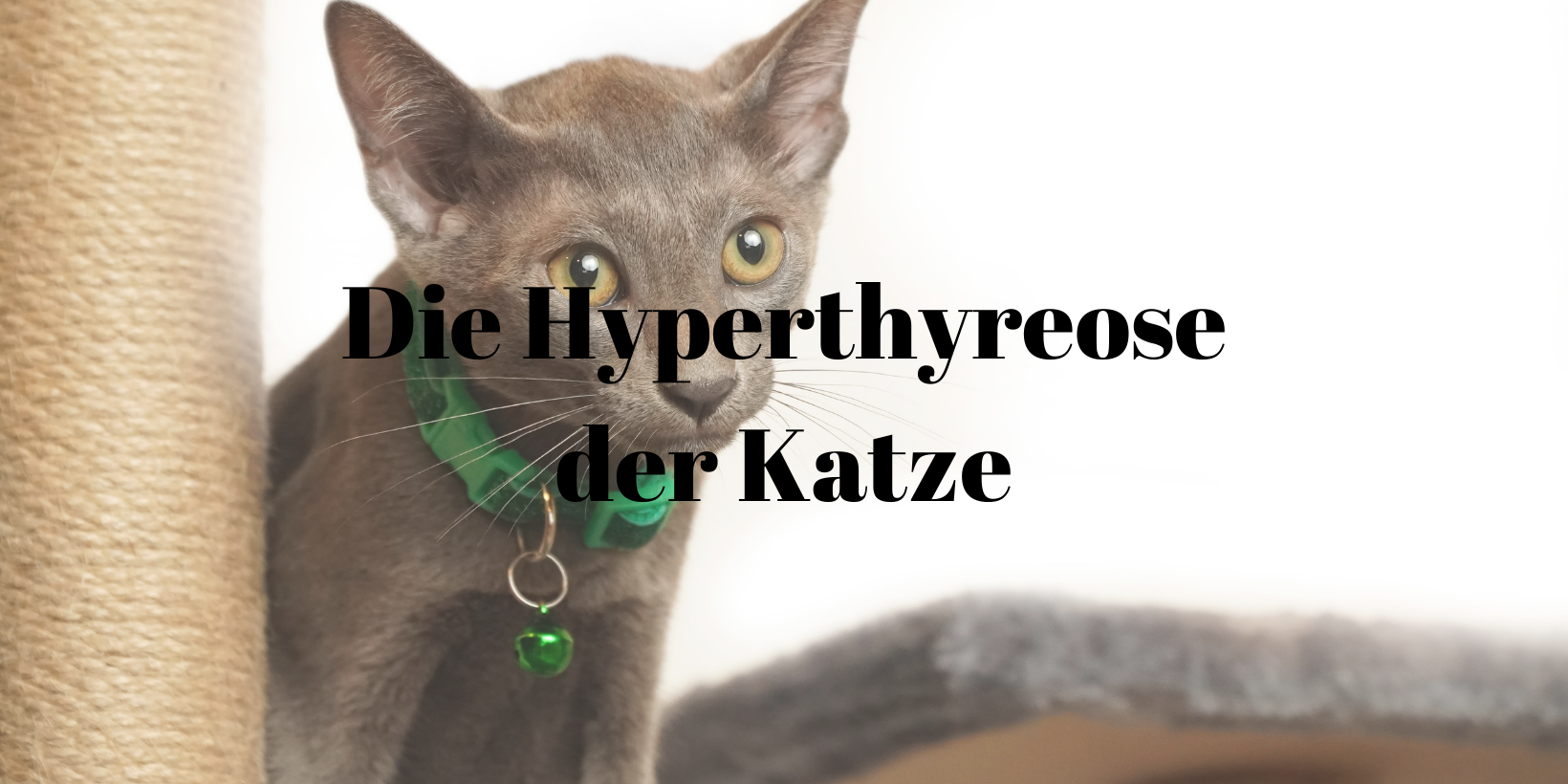 Hyperthyreose Katze