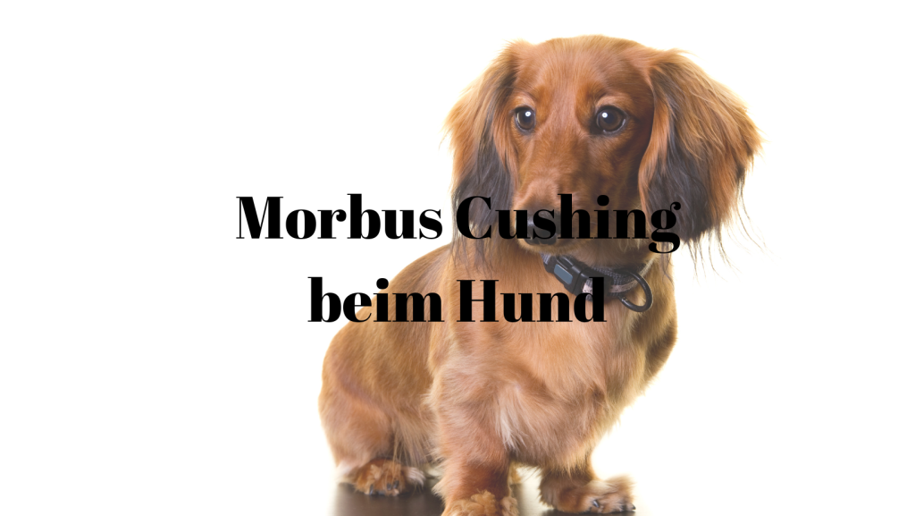 Morbus Cushing Hund
