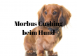 Morbus Cushing Hund