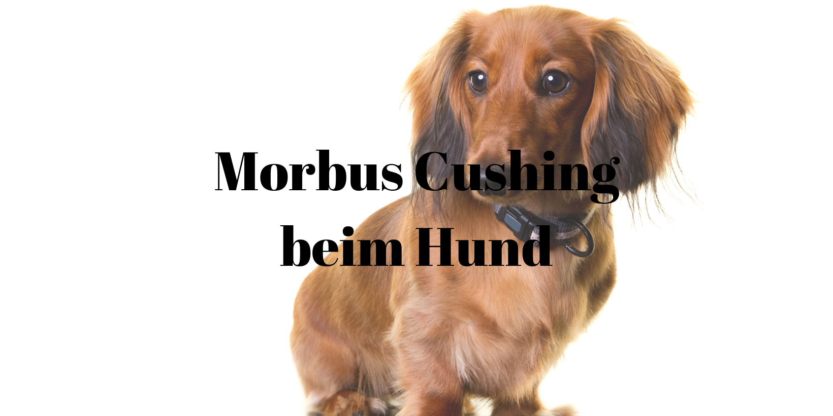 Morbus Cushing Hund